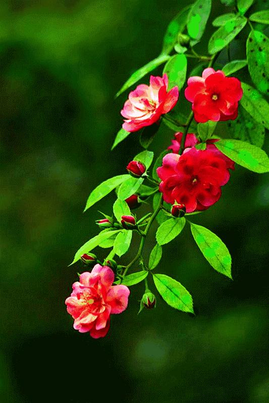 14张会动的照片,会动的照片大全大图