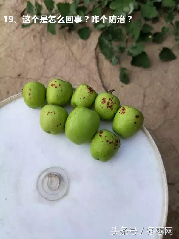 冬枣管理问题解答专家,冬枣管理问答第204期