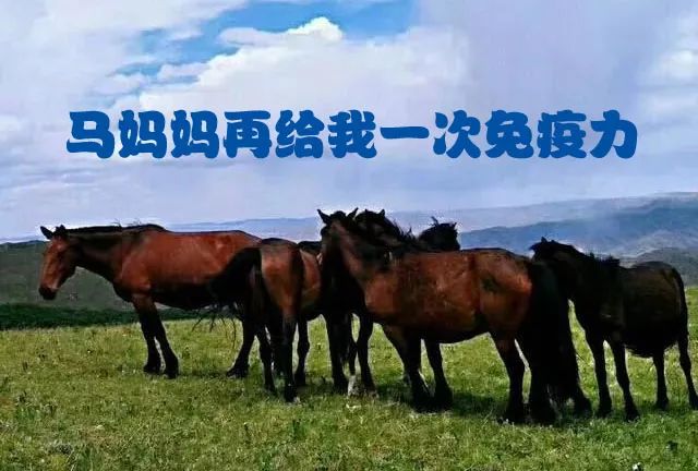 马妈妈再给我一次免疫力