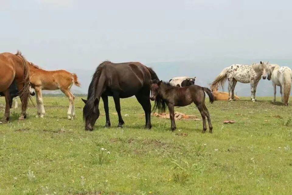 马妈妈再给我一次免疫力