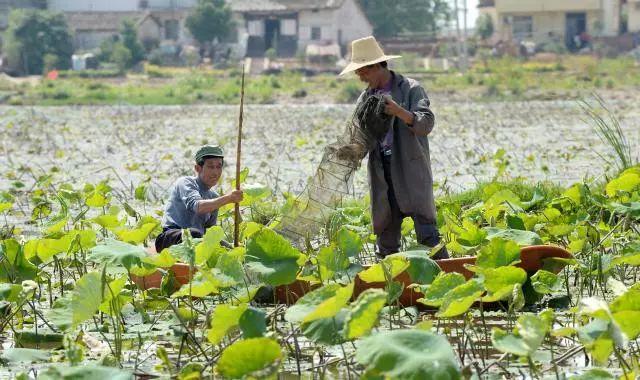 小龙虾产业总产值3690亿元,小龙虾利润为什么这么高