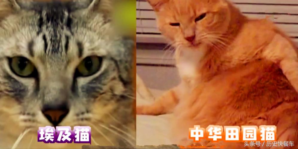 喵星人的变化史,喵星人养猫13年经验分享