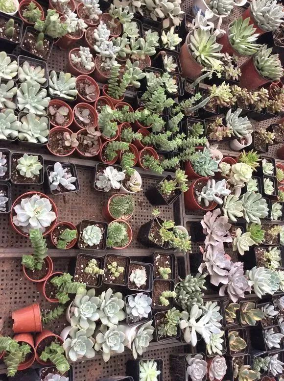 花乡哪天开始无新增,花乡卖不掉的二手车怎么处理