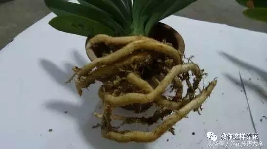 蟹爪兰长得好好的就断了怎么回事,蟹爪兰花谢了怎么处理才能复花