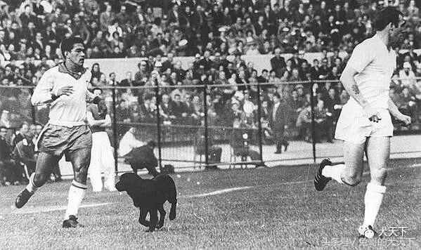 足球吉祥物狗狗盘点,一只狗狗拯救了无数人