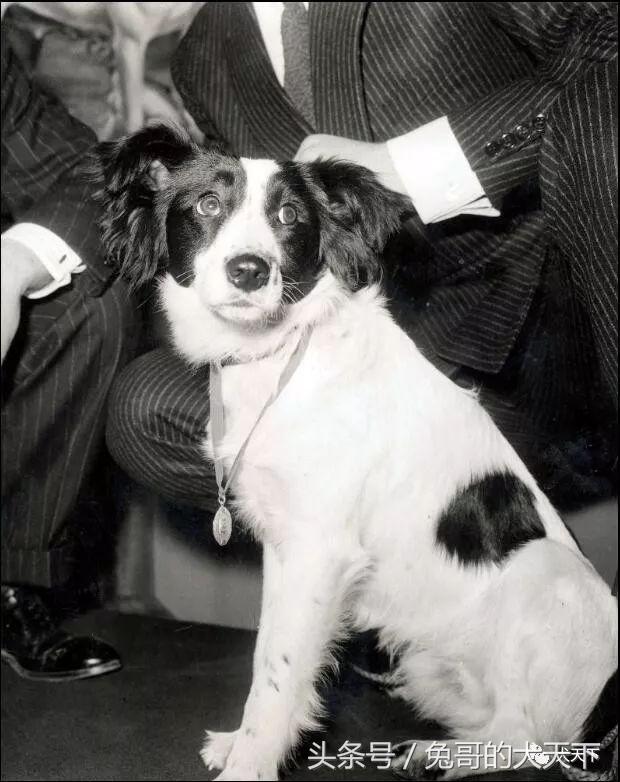 足球吉祥物狗狗盘点,一只狗狗拯救了无数人