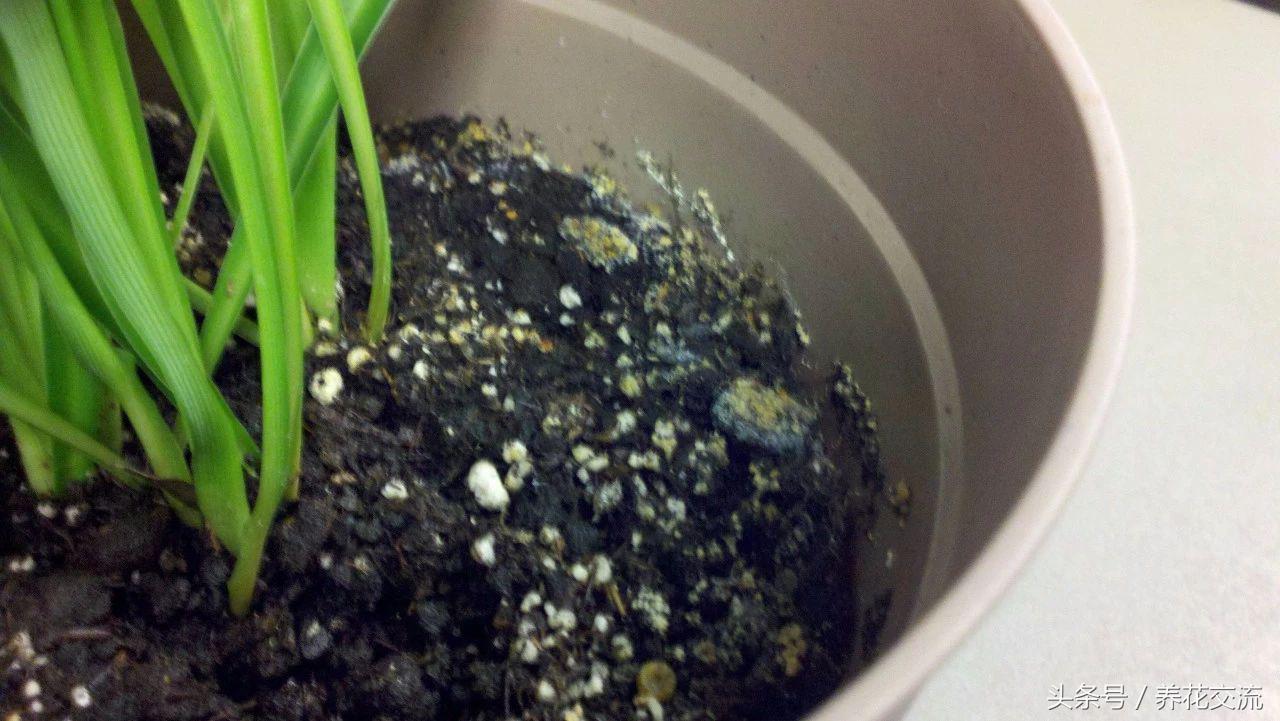 如何彻底清除室内盆栽植物里面的小白虫,小黑飞杀不完的原因