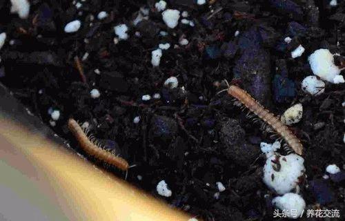 如何彻底清除室内盆栽植物里面的小白虫,小黑飞杀不完的原因