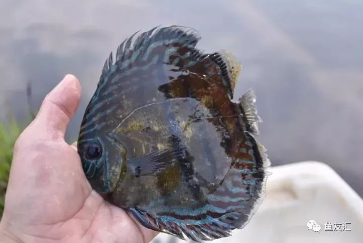 特隆贝塔如何饲养,特隆贝塔半皇与红彩区别