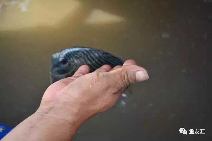 特隆贝塔如何饲养,特隆贝塔半皇与红彩区别