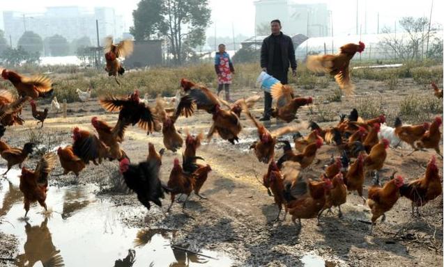 遇到鸡要怎么躲避,遇到鸡怎么办