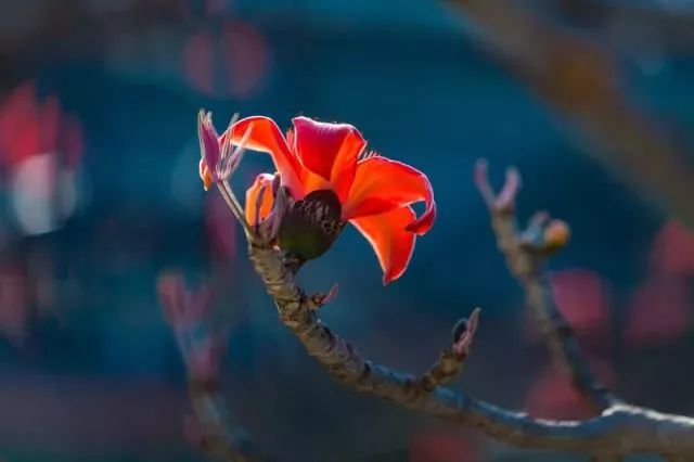 新华社攀枝花,新华社三亚