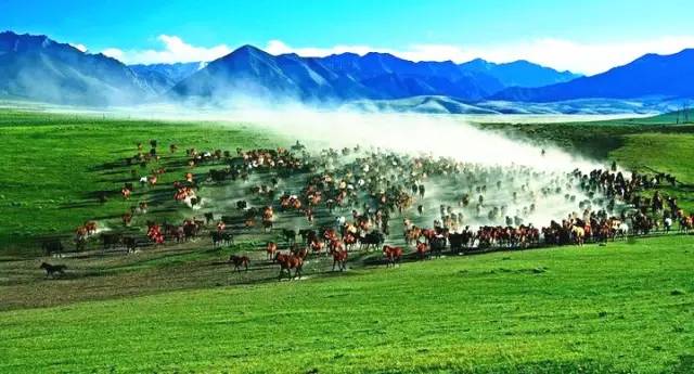 甘肃张掖军马场旅游 (张掖最好的军马场)
