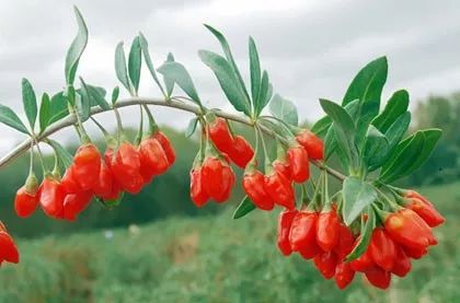 啤酒泡枸杞下一句是啥,为什么啤酒泡枸杞不醉人