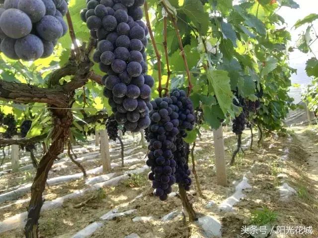 攀枝花周边一日游最佳路线,攀枝花周边有什么好玩的地方