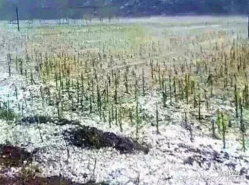 蔬菜雹灾后怎么补救,雹灾过后黄豆补救方法