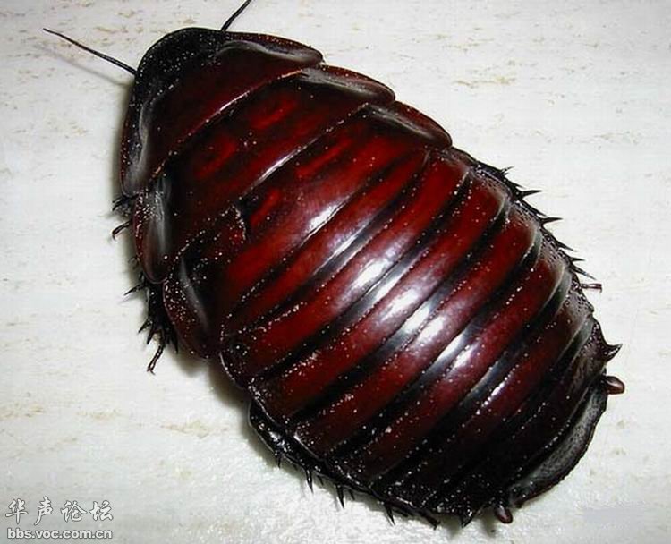 养殖10亿只蟑螂,四川成都蟑螂养殖基地