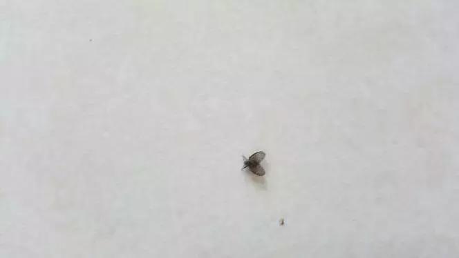 居家除虫小妙招有这5个就够了,家庭花草除虫小妙招