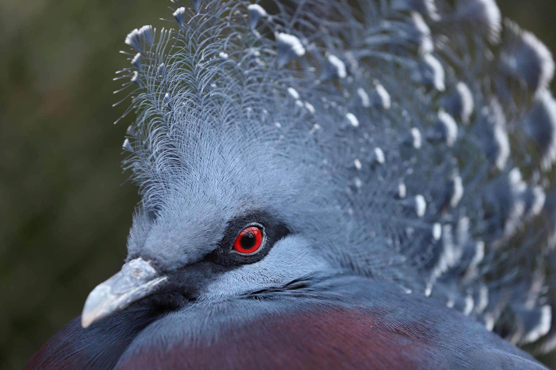 佳能70-200mm镜头f4优缺点,佳能70-200mmf2.8三代