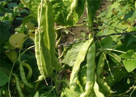 菜豆芸豆四季豆一样吗,菜豆芸豆四季豆区别