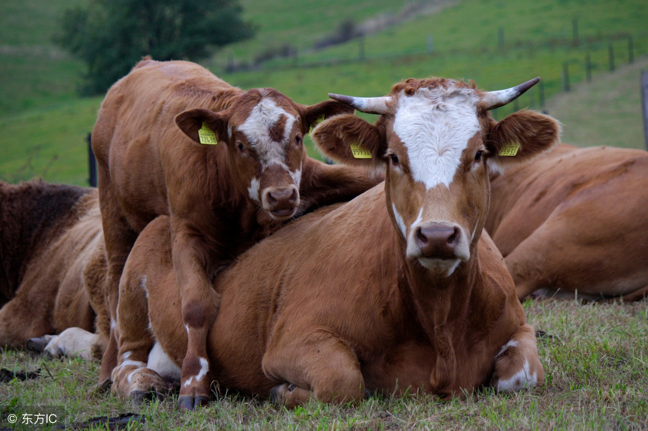 肉牛养殖什么最赚钱,肉牛行情不好时该如何养牛