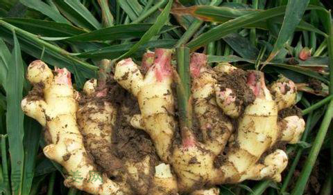 冬季室内可以种生姜吗,家里阳台种生姜的方法