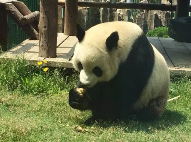 不用计划了！大连人的这个端午，看着这条微信过就行！