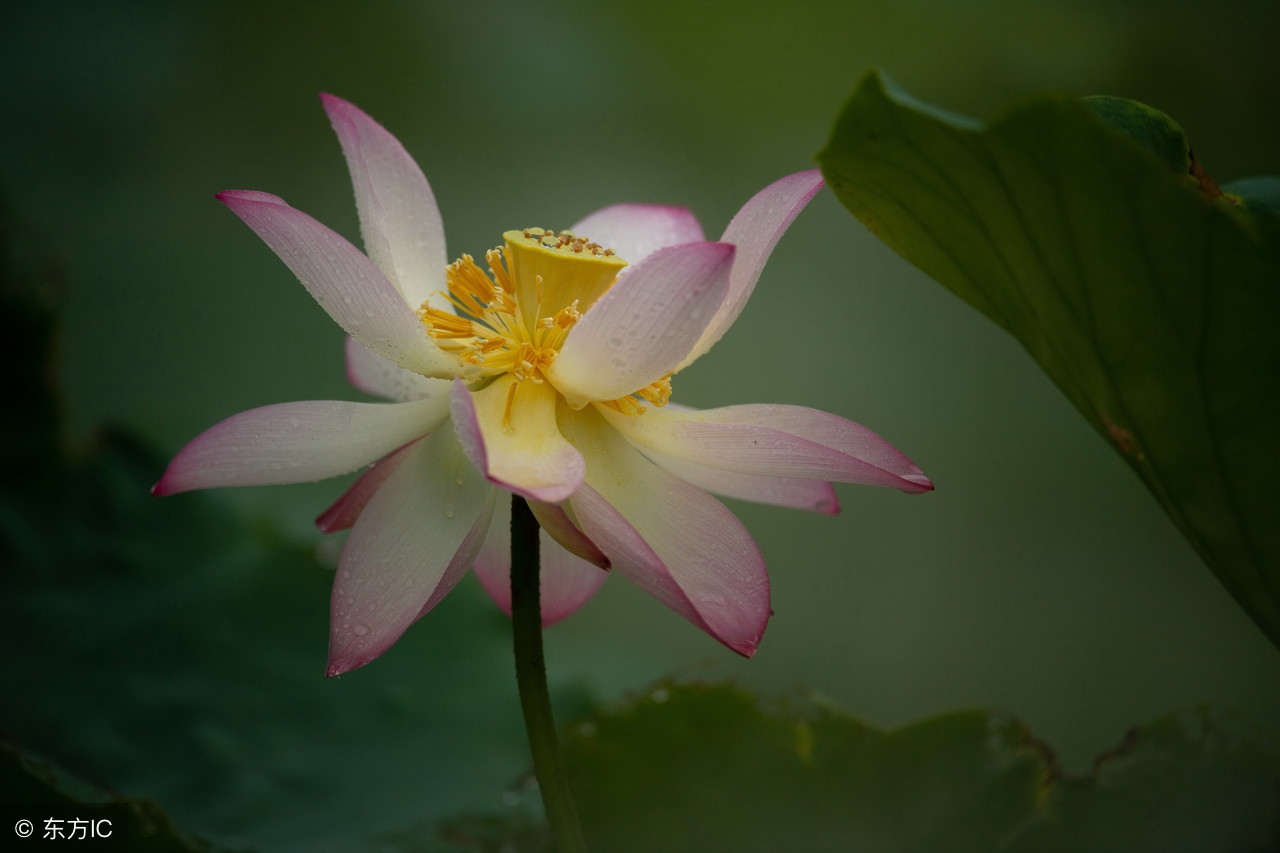 卜算子格律词林正韵,清莲文学社现代诗