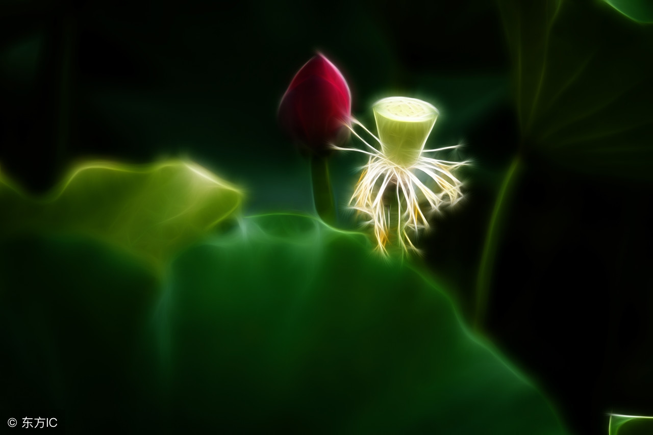 卜算子格律词林正韵,清莲文学社现代诗