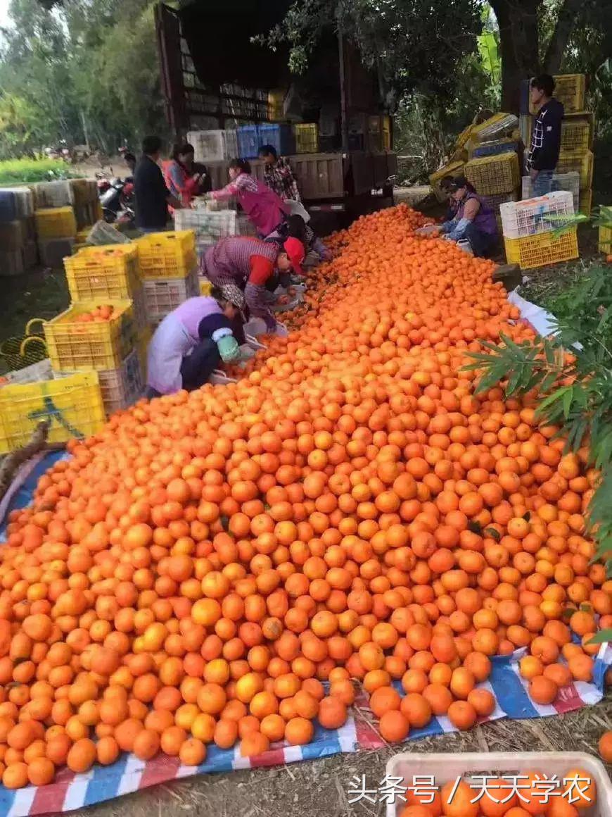 滞销水果为什么卖不掉,水果滞销的痛点有哪些