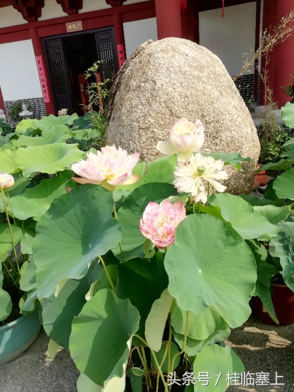 贵港市荷花最佳观赏时间,广西贵港梵塘报恩禅寺