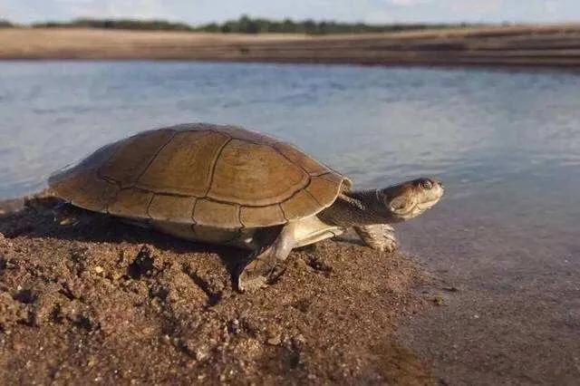 岁月是把杀猪刀？龟的成长中谁的变化大