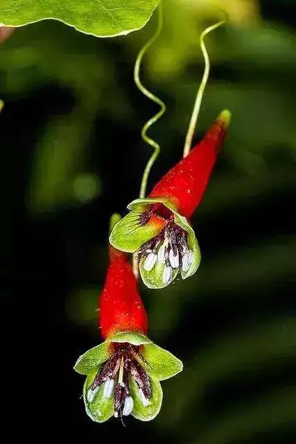 一辈子看不到的奇花异草太美了,惊艳的奇花异草