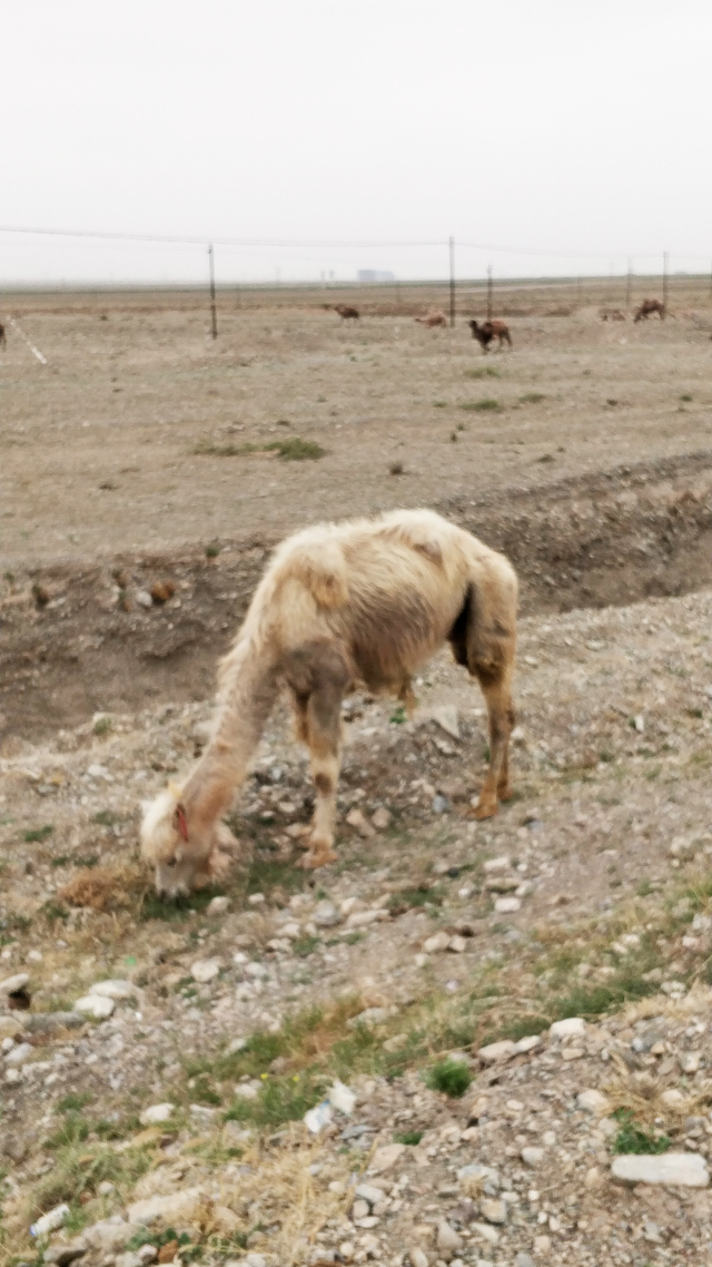 terra150adv全新车,terra150adv老款