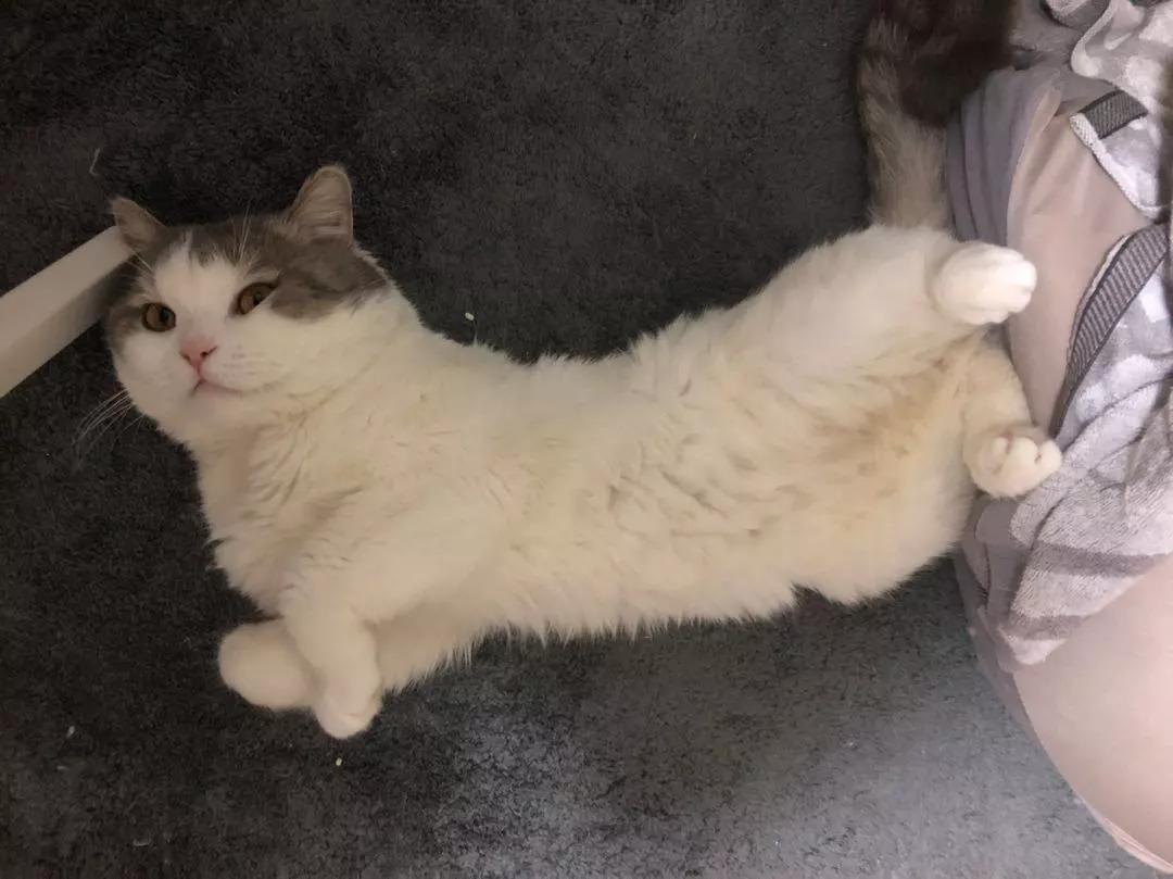 不养猫不爱狗,不养猫不养狗还可以养什么宠物