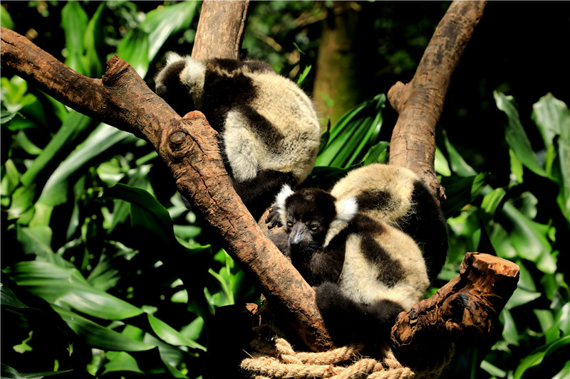 为迎父亲节，她生的“明星”三胞胎，今天终于“露面”了！