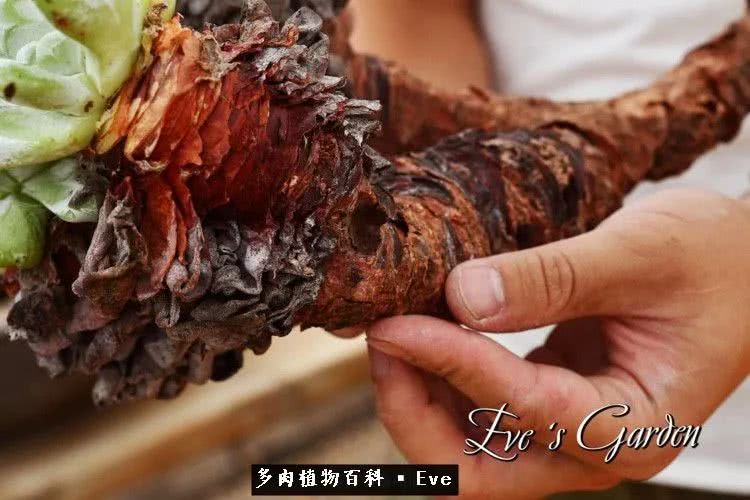 仙女杯多肉植物,拇指仙女杯也叫帕奇飞图吗