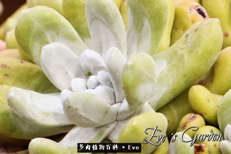 仙女杯多肉植物,拇指仙女杯也叫帕奇飞图吗