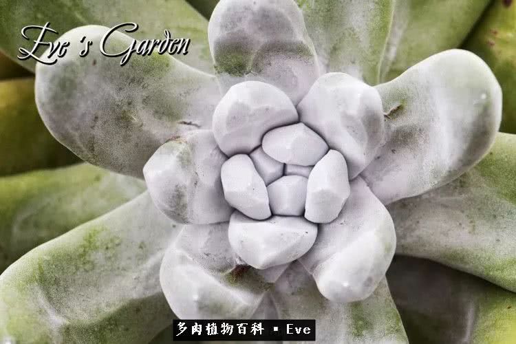 仙女杯多肉植物,拇指仙女杯也叫帕奇飞图吗