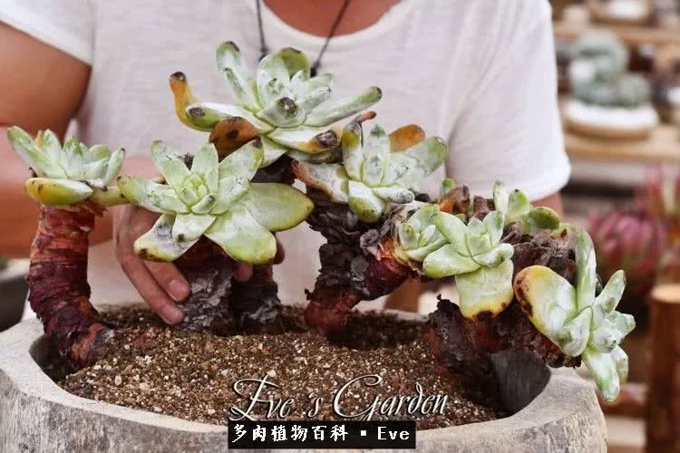 仙女杯多肉植物,拇指仙女杯也叫帕奇飞图吗