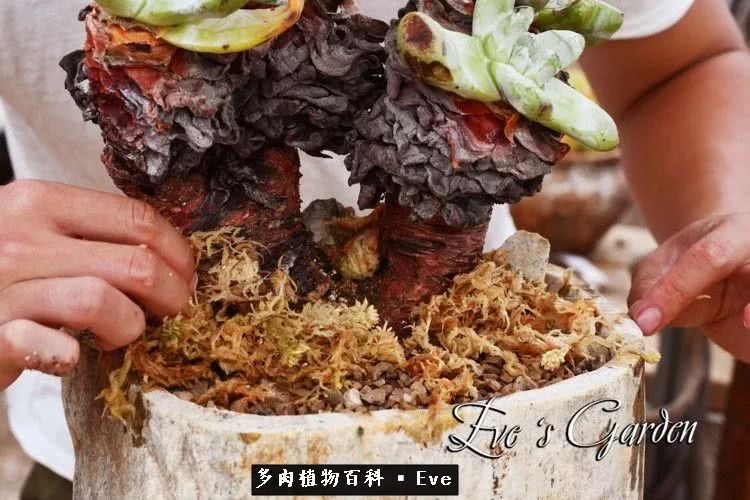 仙女杯多肉植物,拇指仙女杯也叫帕奇飞图吗