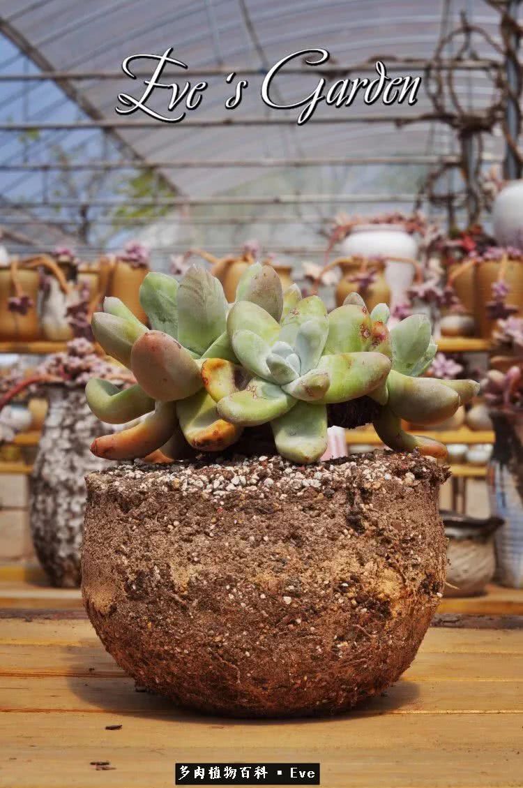 仙女杯多肉植物,拇指仙女杯也叫帕奇飞图吗