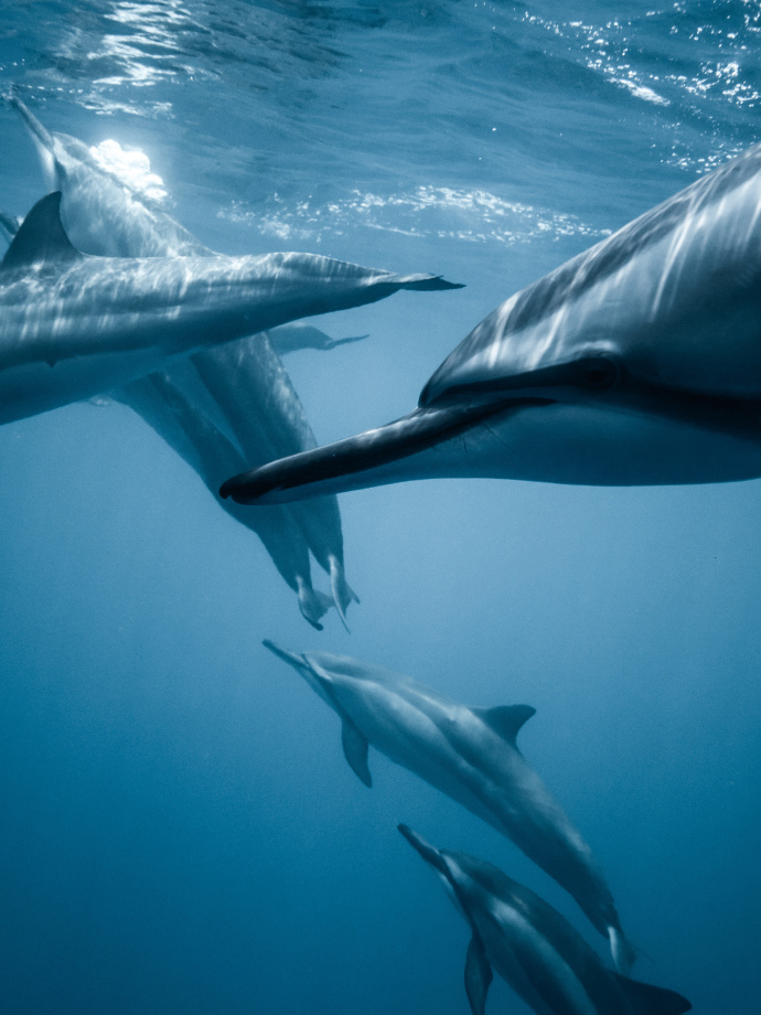 ipad自带壁纸超清全面屏,ipad壁纸11寸4k高清壁纸绿色系