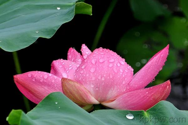 《燃火驱蛇结奇缘》（二十五）《黄衫指良医》原创\红山晚霞