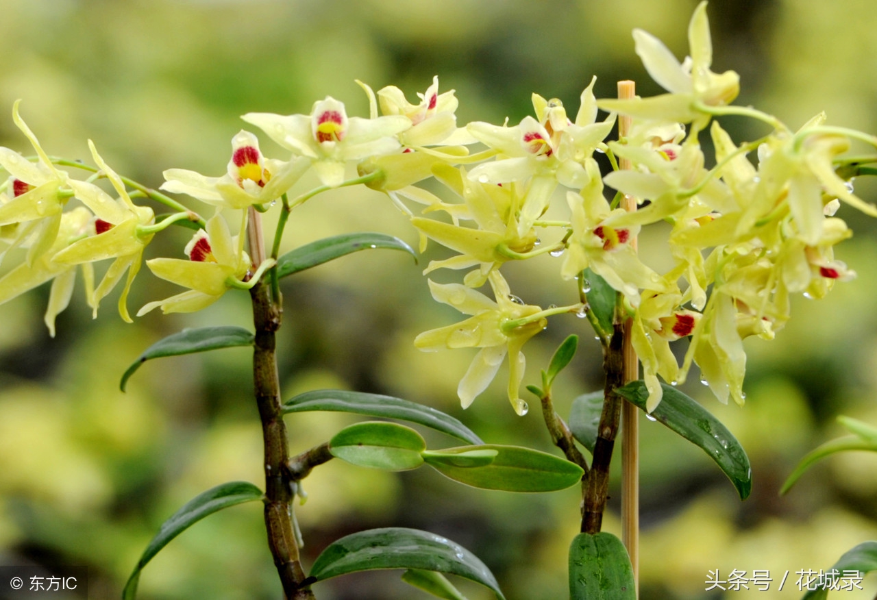 只知道母亲要送花而不知道父亲节也可以送花，快看看适合送的花吧