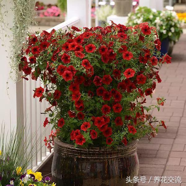 适合养在阳台的5种爬藤类花卉,北方盆栽可以多季开花的爬藤花卉