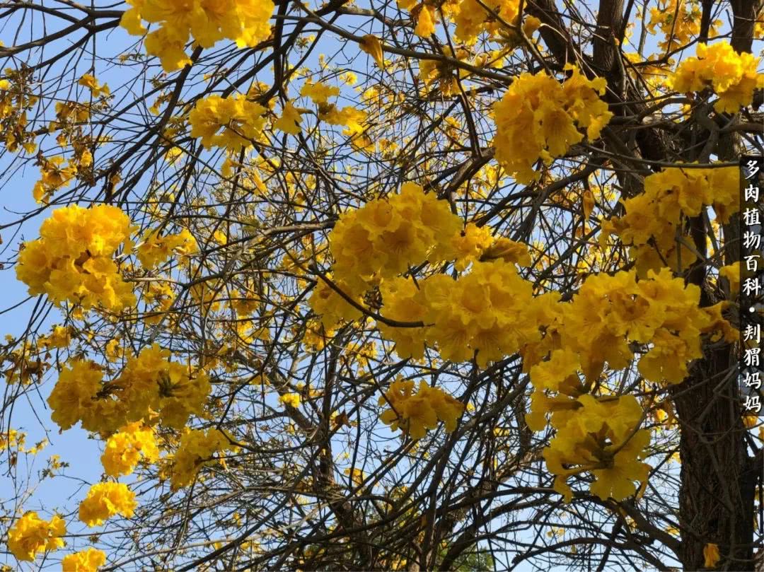 多肉如何度夏的方法,多肉夏天如何度夏