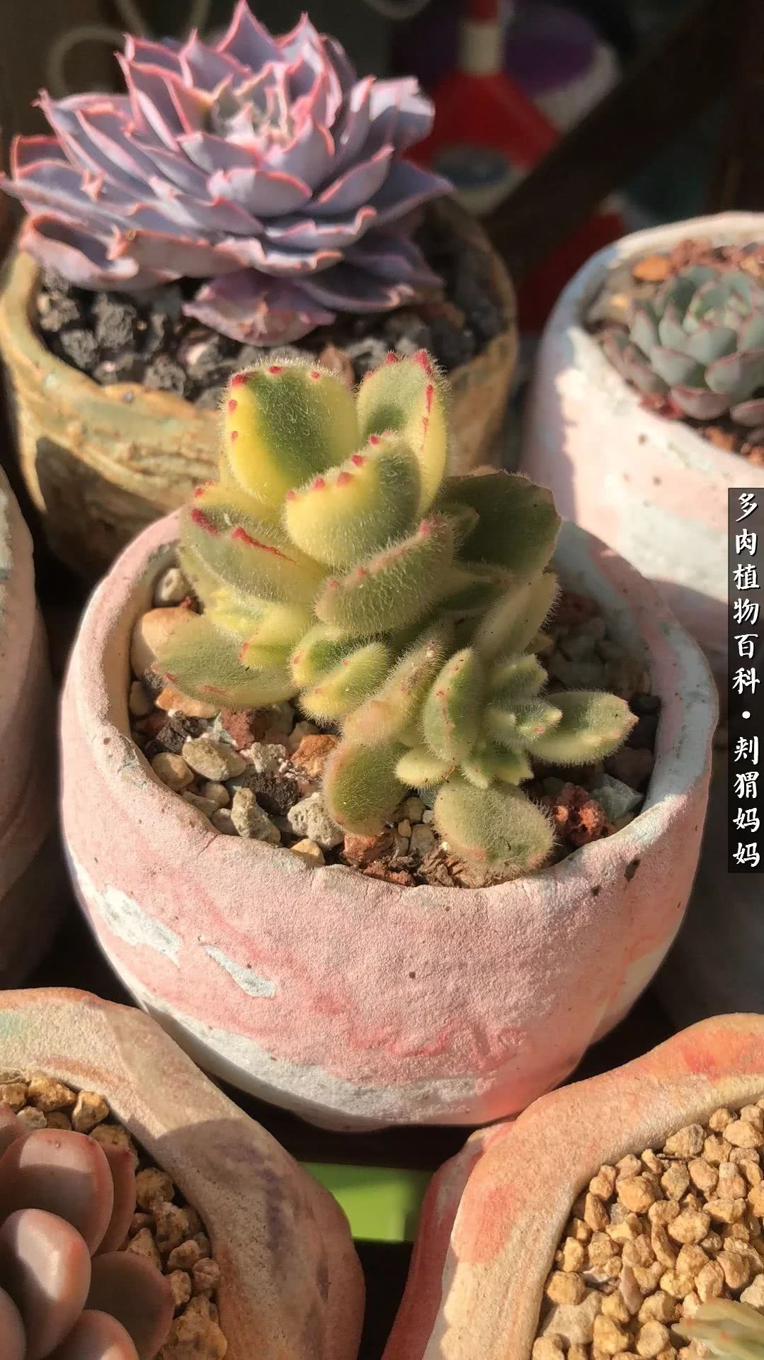 多肉如何度夏的方法,多肉夏天如何度夏