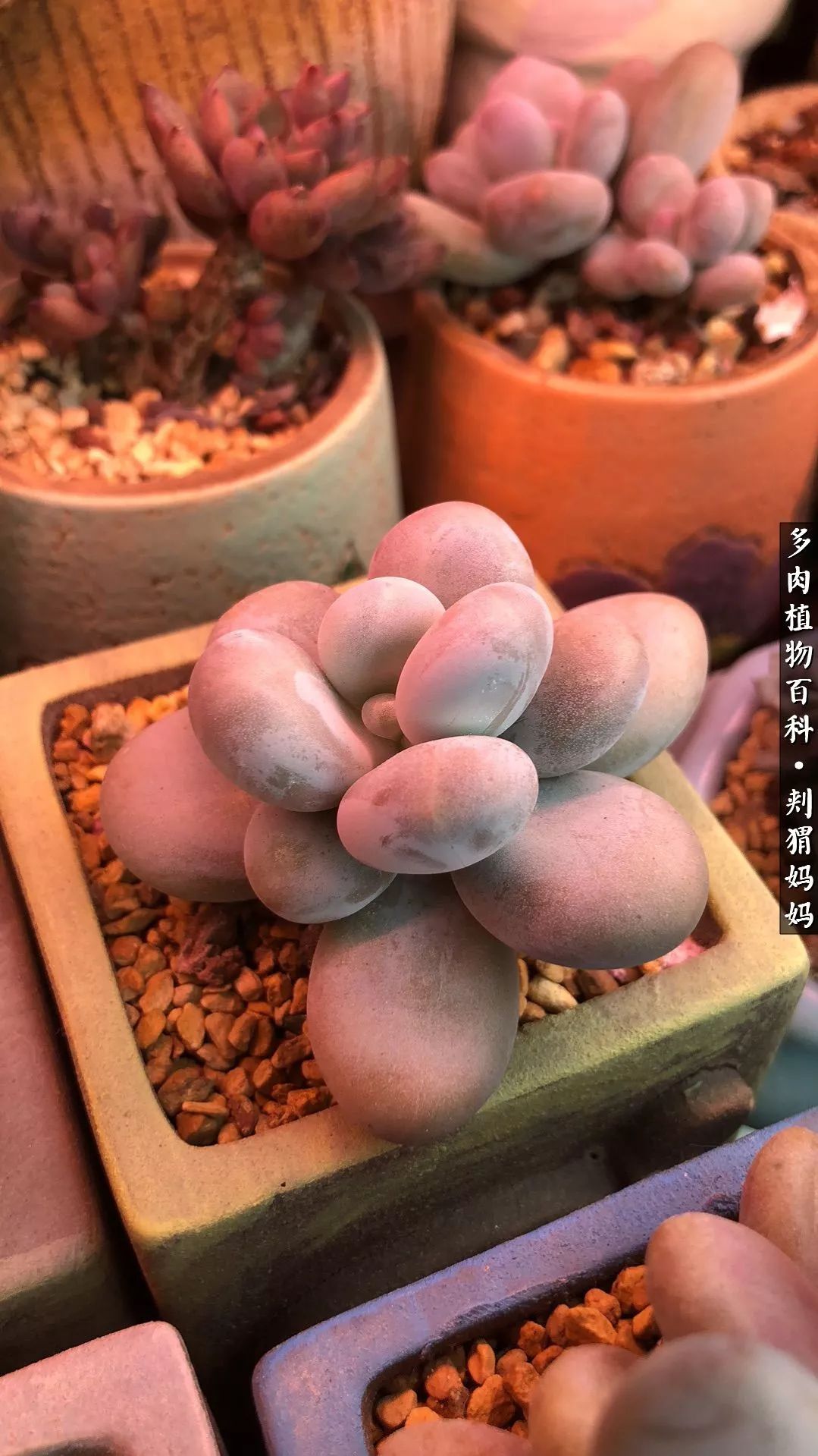 多肉如何度夏的方法,多肉夏天如何度夏