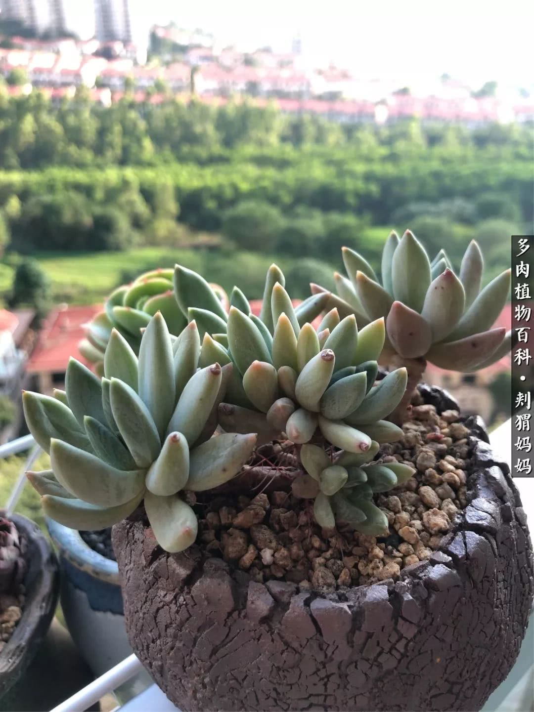 多肉如何度夏的方法,多肉夏天如何度夏